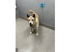 Adopt CLYDE a German Shepherd Dog, Mixed Breed