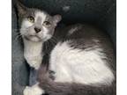 Adopt Presley a Domestic Short Hair