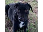 Adopt Boris a Labrador Retriever