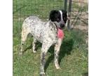 Adopt Kobo a German Shorthaired Pointer