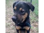 Adopt Roy a Rottweiler