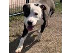 Adopt Corky a Pit Bull Terrier
