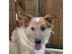 Adopt Rover a Cattle Dog