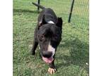 Adopt Jack a Pit Bull Terrier