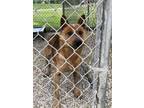 Adopt Cooper a Cattle Dog, Mixed Breed