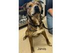 Adopt Jarvis a Mixed Breed