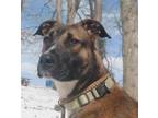 Adopt Halpert AKA "Kato a Boxer, Mixed Breed