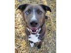 Adopt Ziggy a Husky, Pit Bull Terrier