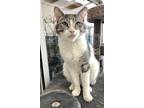 Adopt Patio a Tabby, Domestic Short Hair