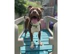 Adopt Bandit a Pit Bull Terrier, Mixed Breed