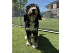 Adopt Balboa a Bernese Mountain Dog, Standard Poodle