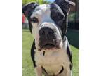 Adopt Nyx a Pit Bull Terrier, Boxer