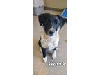 Adopt Wayne Yrly 134 a Border Collie