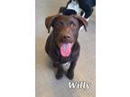 Adopt Willy Yrly 135 a Labrador Retriever
