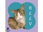 Adopt Neev a Domestic Short Hair