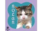 Adopt Nolan a Domestic Short Hair