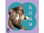 Adopt Noah a Domestic Medium Hair, Domestic Short Hair