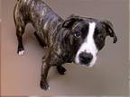 Adopt KAI a Pit Bull Terrier, Mixed Breed