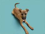 Adopt BEAR a Black Mouth Cur, Mixed Breed