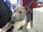 Adopt A430547 a Pit Bull Terrier