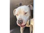 Adopt BLANCO a Pit Bull Terrier, Mixed Breed