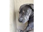 Adopt A430593 a Shar-Pei, Mixed Breed