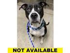 Adopt Bo a Pit Bull Terrier, Mixed Breed