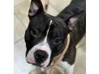 Adopt Roscoe a Pit Bull Terrier
