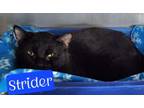 Adopt Strider a Domestic Short Hair