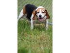 Adopt Briggs a Beagle, Mixed Breed