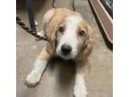 Adopt Ford City Pup 1 a Beagle