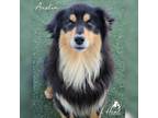 Adopt Austin a Border Collie