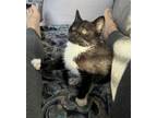 Adopt Julius a Domestic Short Hair