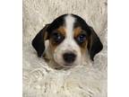 Adopt Brahma a Parson Russell Terrier, Beagle