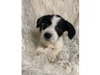 Adopt Holstein (@ Bruster`s Real Ice Cream) a Parson Russell Terrier, Beagle