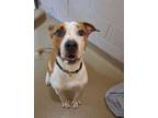 Adopt Rhett a Pit Bull Terrier, Mixed Breed