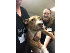 Adopt Tank a Pit Bull Terrier, Mixed Breed
