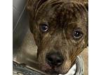 Adopt McSteamy a Pit Bull Terrier