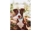 Adopt 73160A Petey a American Staffordshire Terrier, Mixed Breed