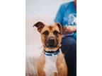 Adopt 73300A Hamlet a American Staffordshire Terrier, Mixed Breed