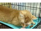 Adopt Mr. Rogers a Domestic Short Hair