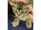 Adopt Maui a Domestic Short Hair