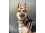 Adopt Thor a German Shepherd Dog