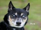 Adopt ACE a Siberian Husky, Labrador Retriever