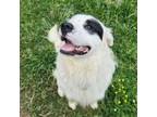 Adopt Ferb a Mixed Breed