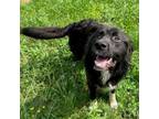 Adopt Phineas a Mixed Breed