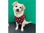 Adopt Barry a Collie, Mixed Breed