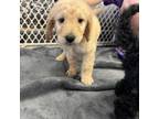 Adopt Jaxon a Poodle, Golden Retriever