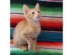 Adopt Remy #brother-of-Romy a Tabby, Domestic Short Hair