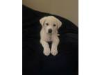 Adopt Ash of the Gone with the Wind Litter HTX a Great Pyrenees